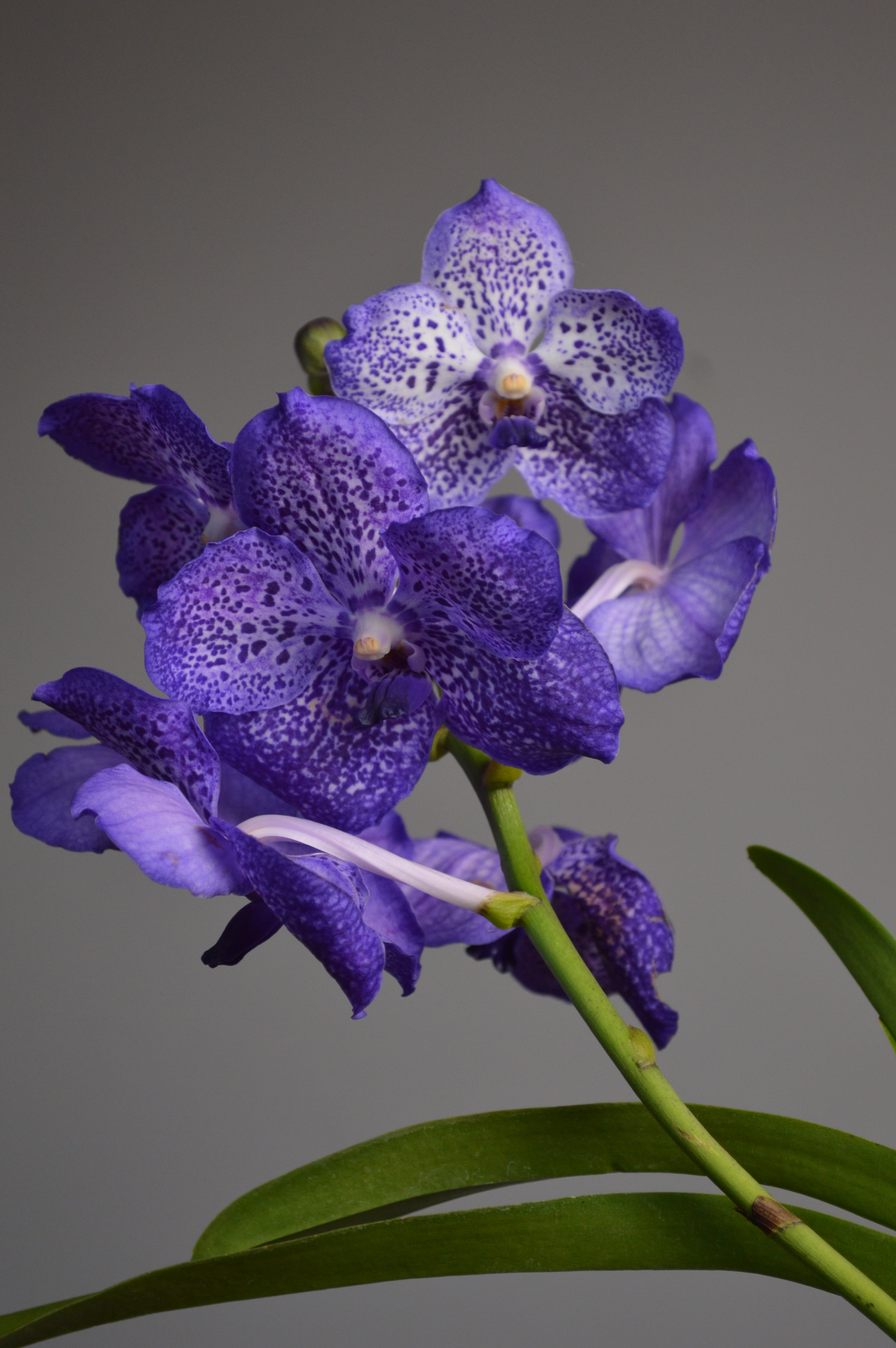 Close up on purple vanda orchid