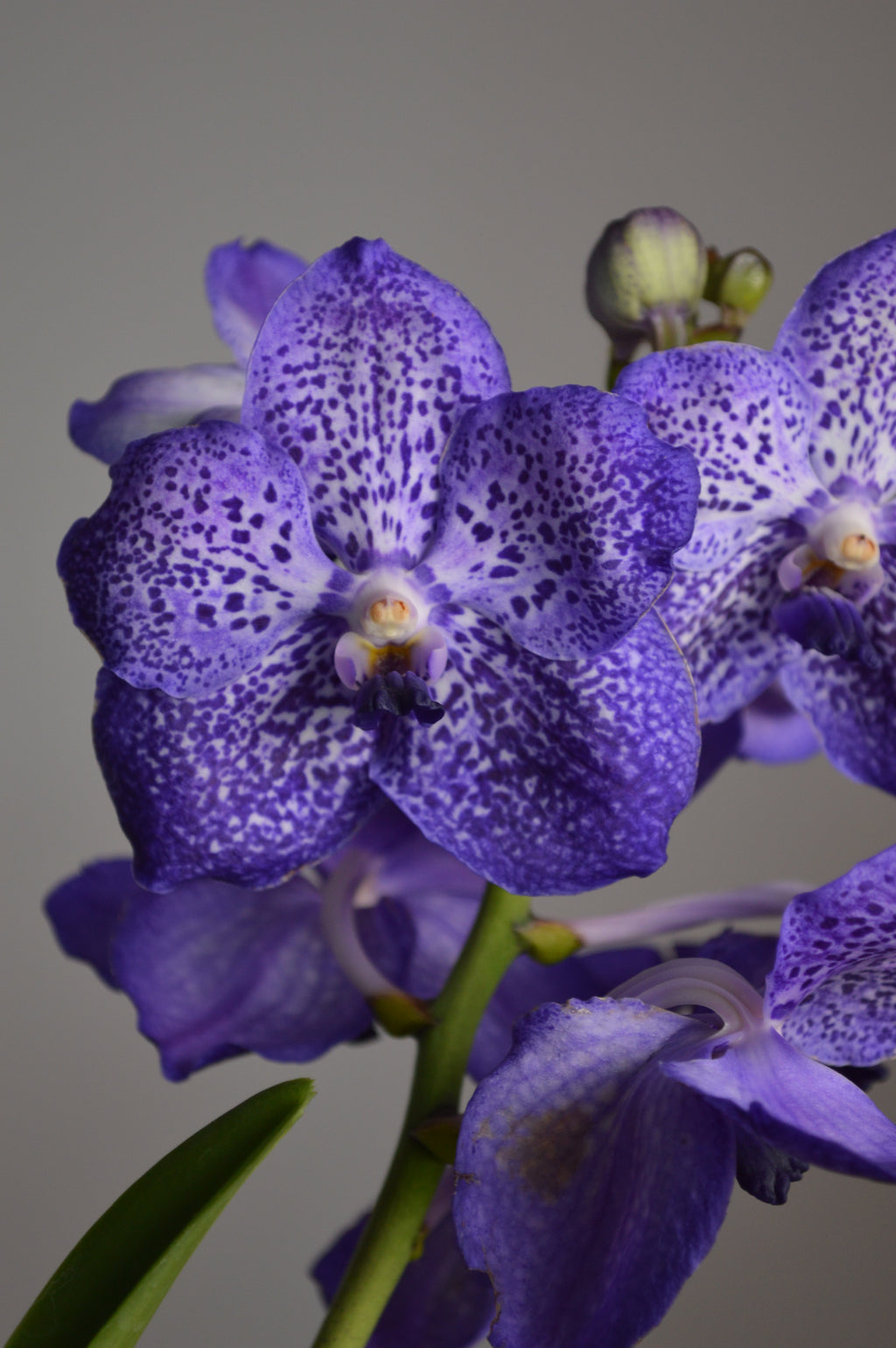 Purple Vanda Orchid with white spots