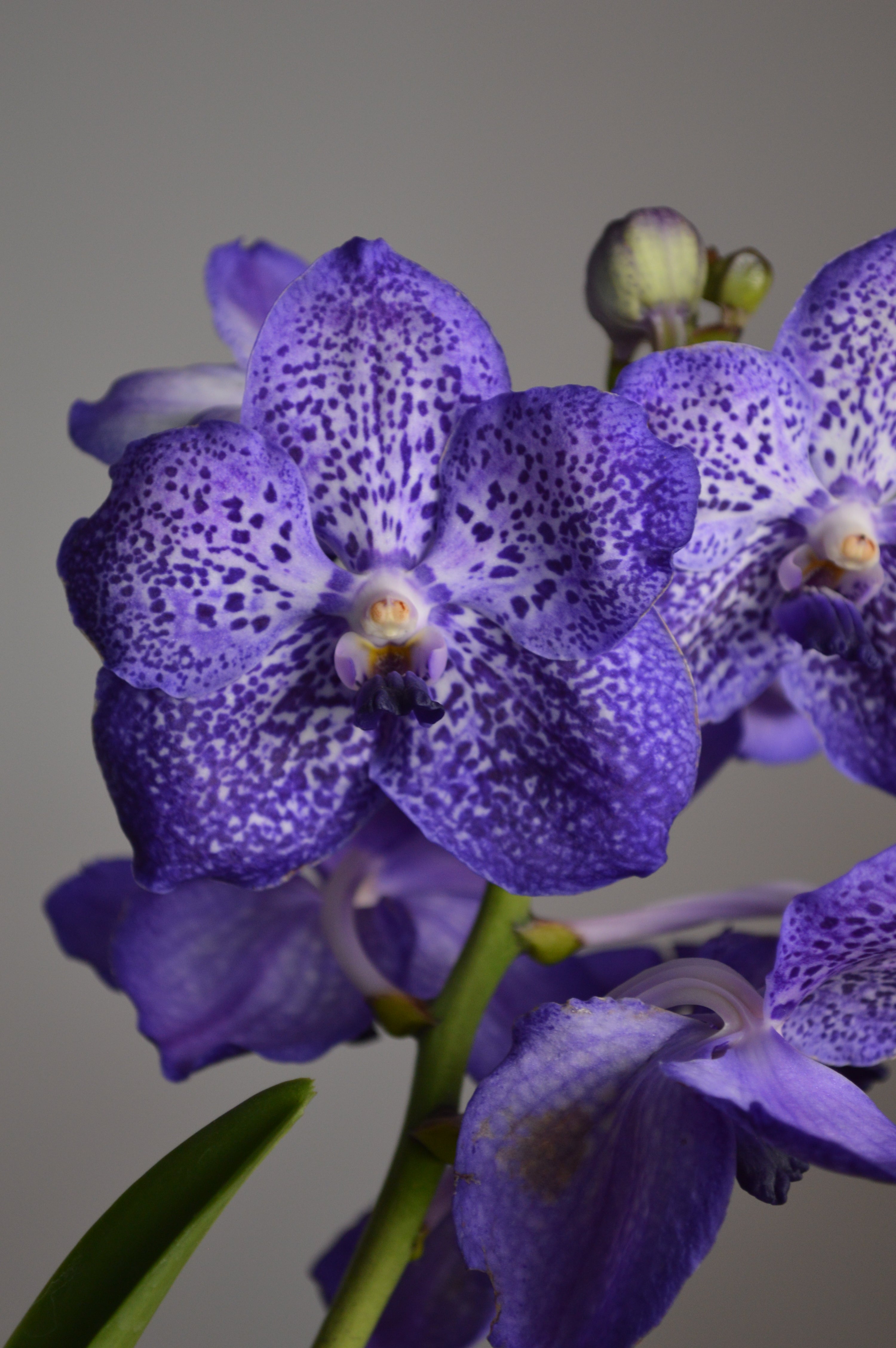 Purple Vanda Orchid with white spots