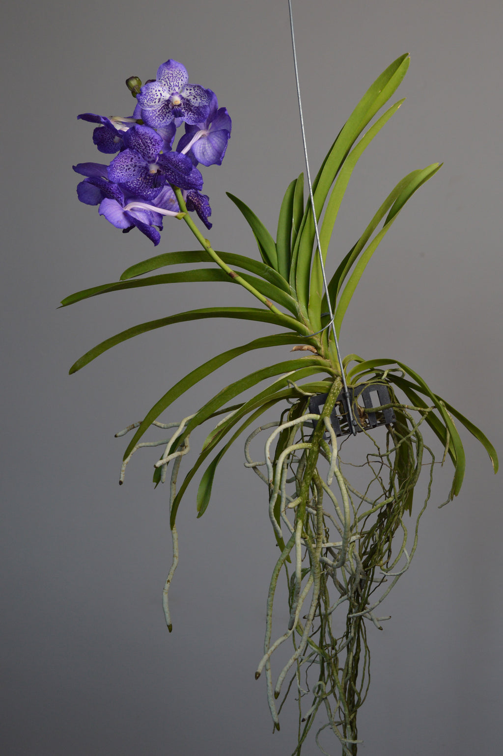 Hanging vanda orchid plant with purple and white flowers