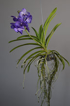 Hanging vanda orchid plant with purple and white flowers