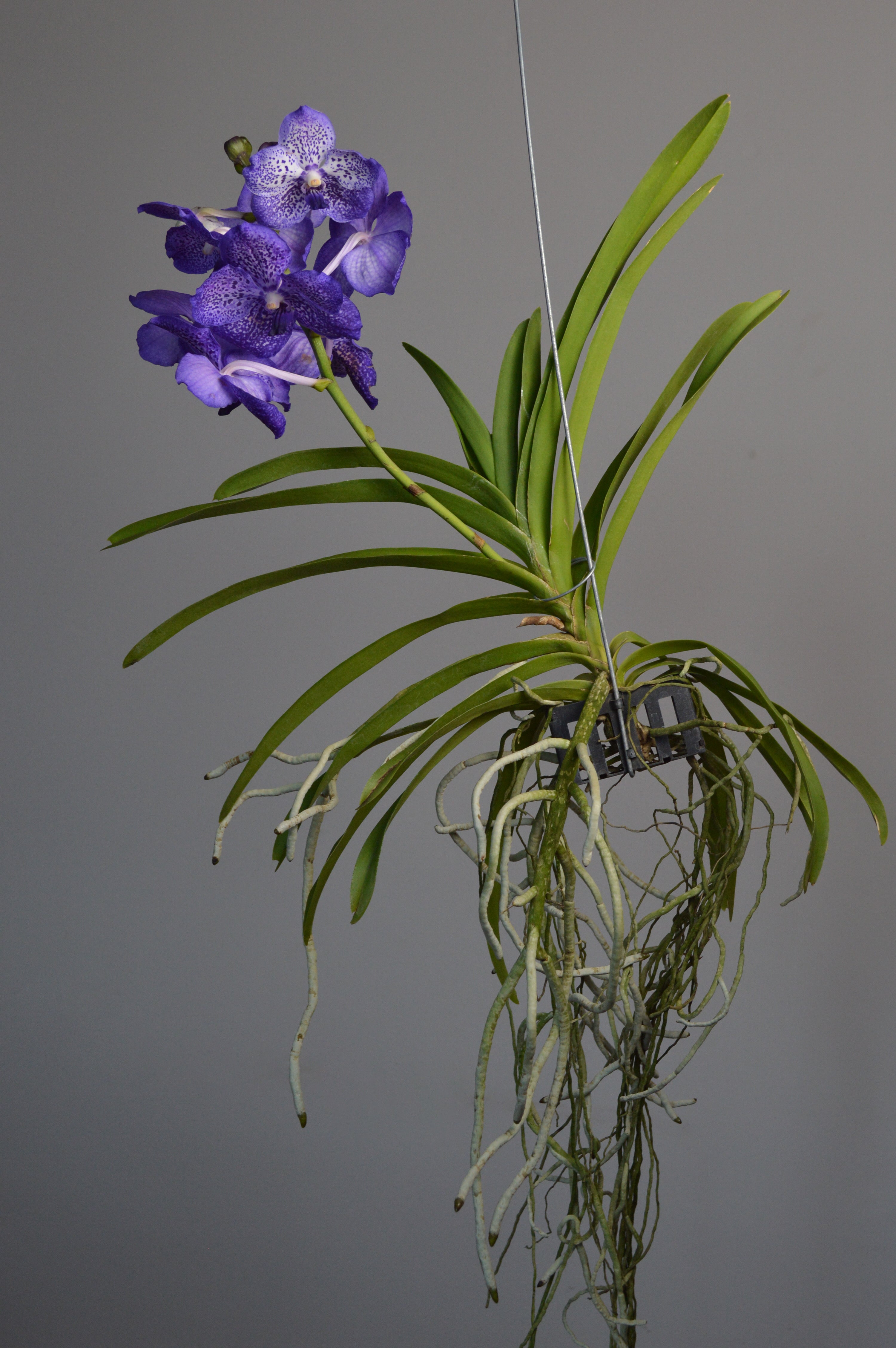 Hanging vanda orchid plant with purple and white flowers