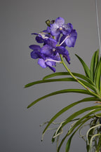 Hanging Purple Vanda Orchid