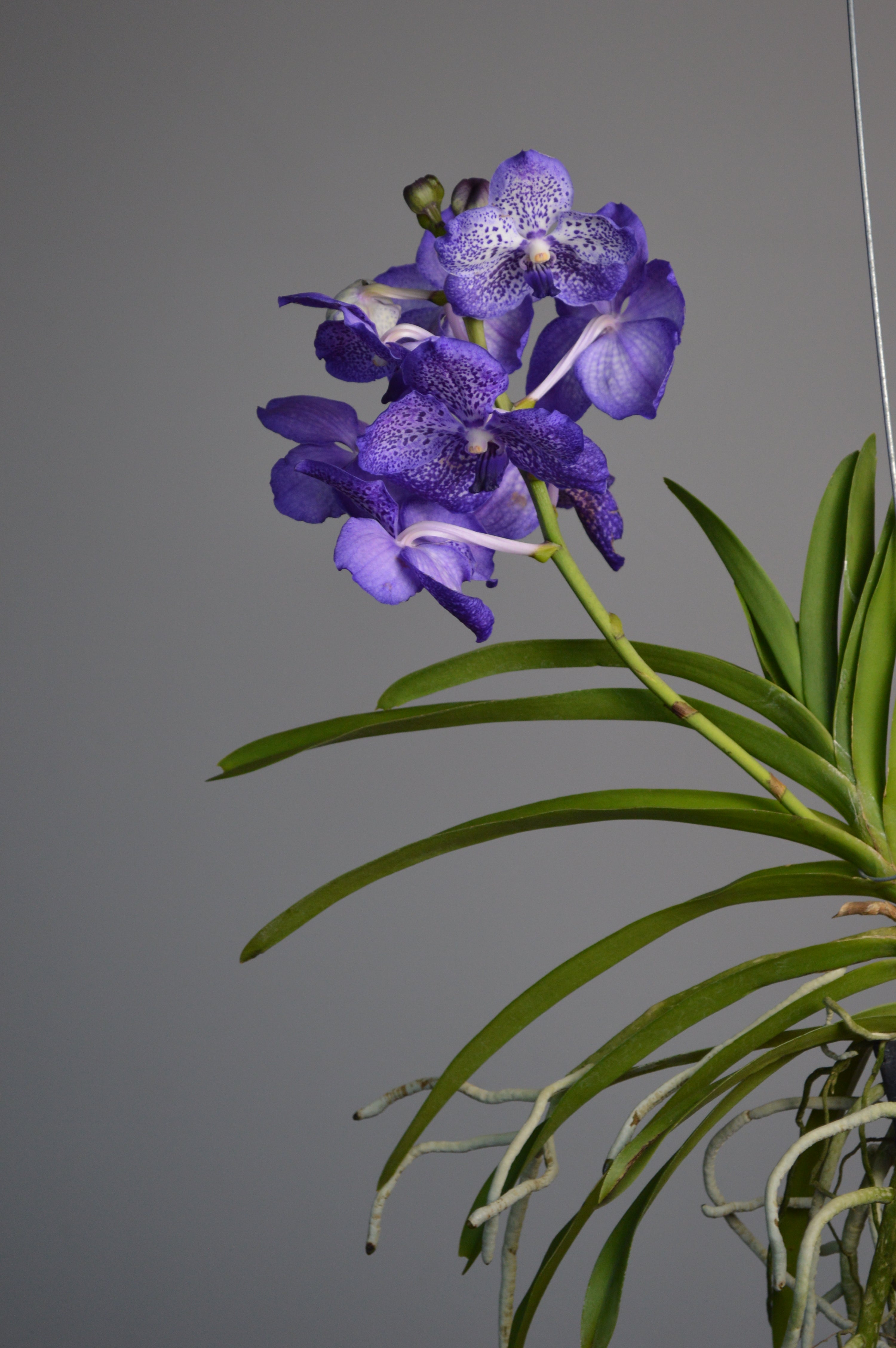 Hanging Purple Vanda Orchid