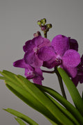 Pink Vanda orchid flowers with green leaves