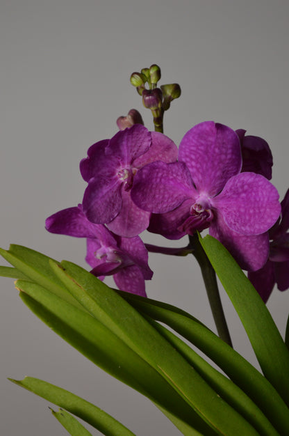 Pink Vanda orchid flowers with green leaves
