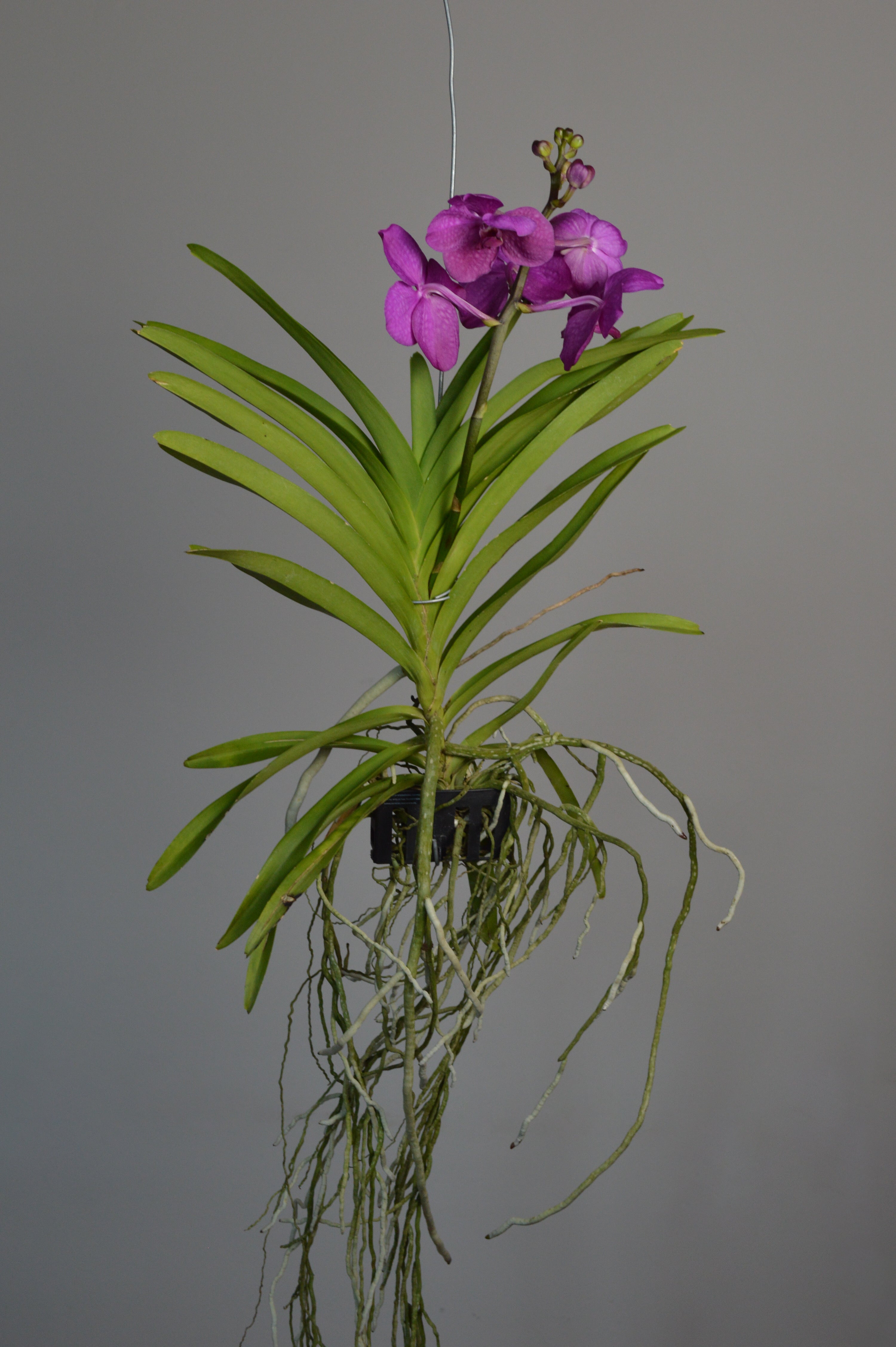 Pink Vanda Orchid hanging orchid with lucious pink flowers 