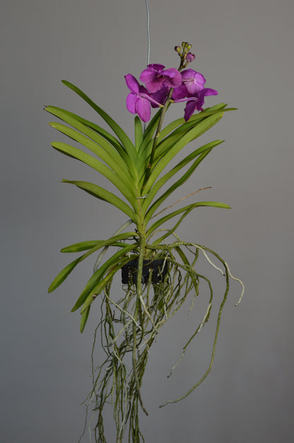 Pink Vanda Orchid hanging orchid with lucious pink flowers 