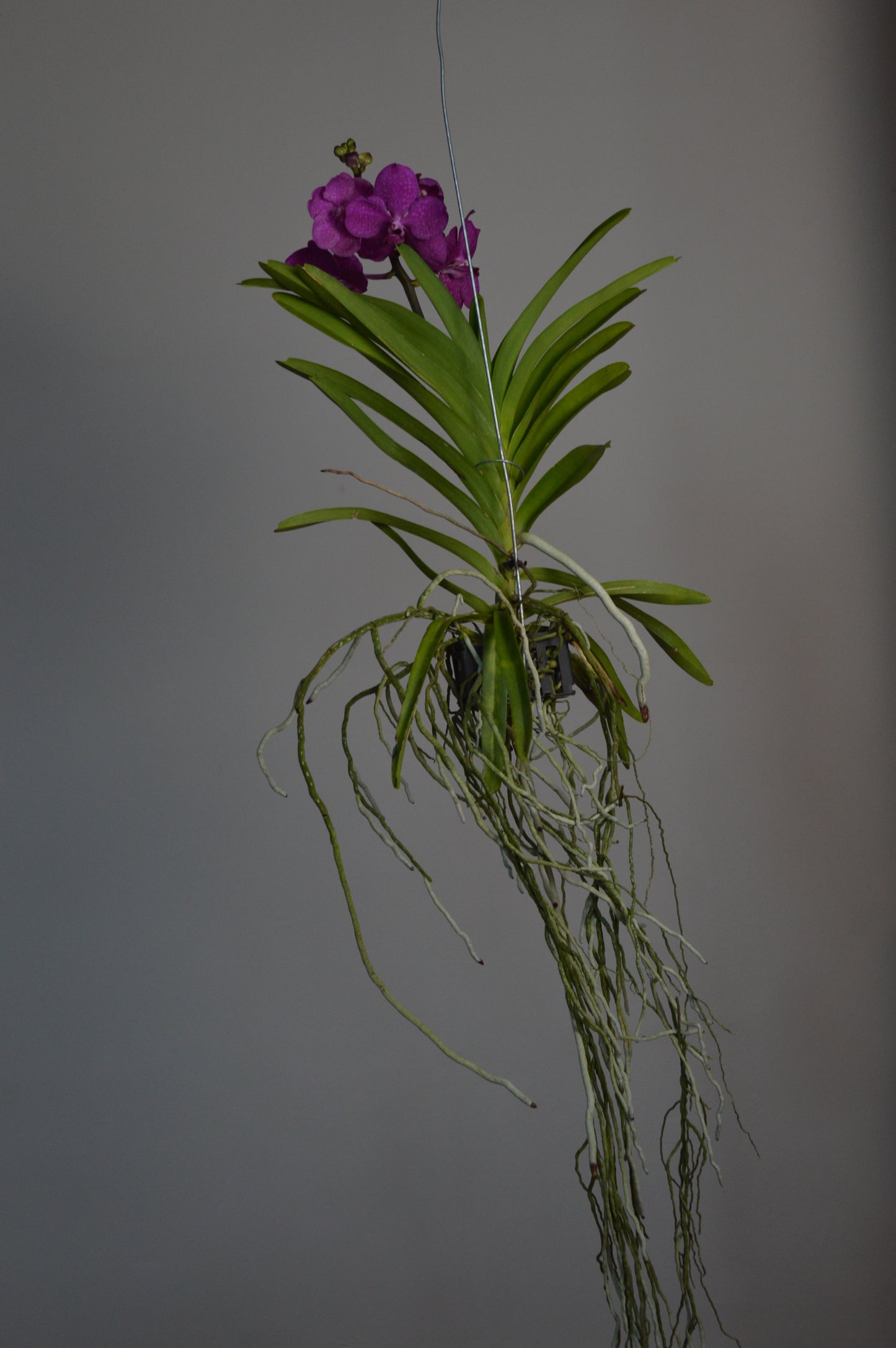 Hanging Pink Vanda Orchid