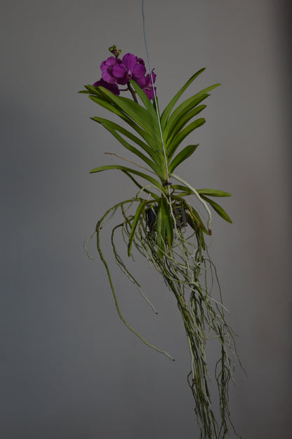 Hanging Pink Vanda Orchid