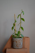 Vanilla Planifolia, full length image