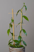 Mid-shot of a vanilla orchid, showing its emerald leaves.