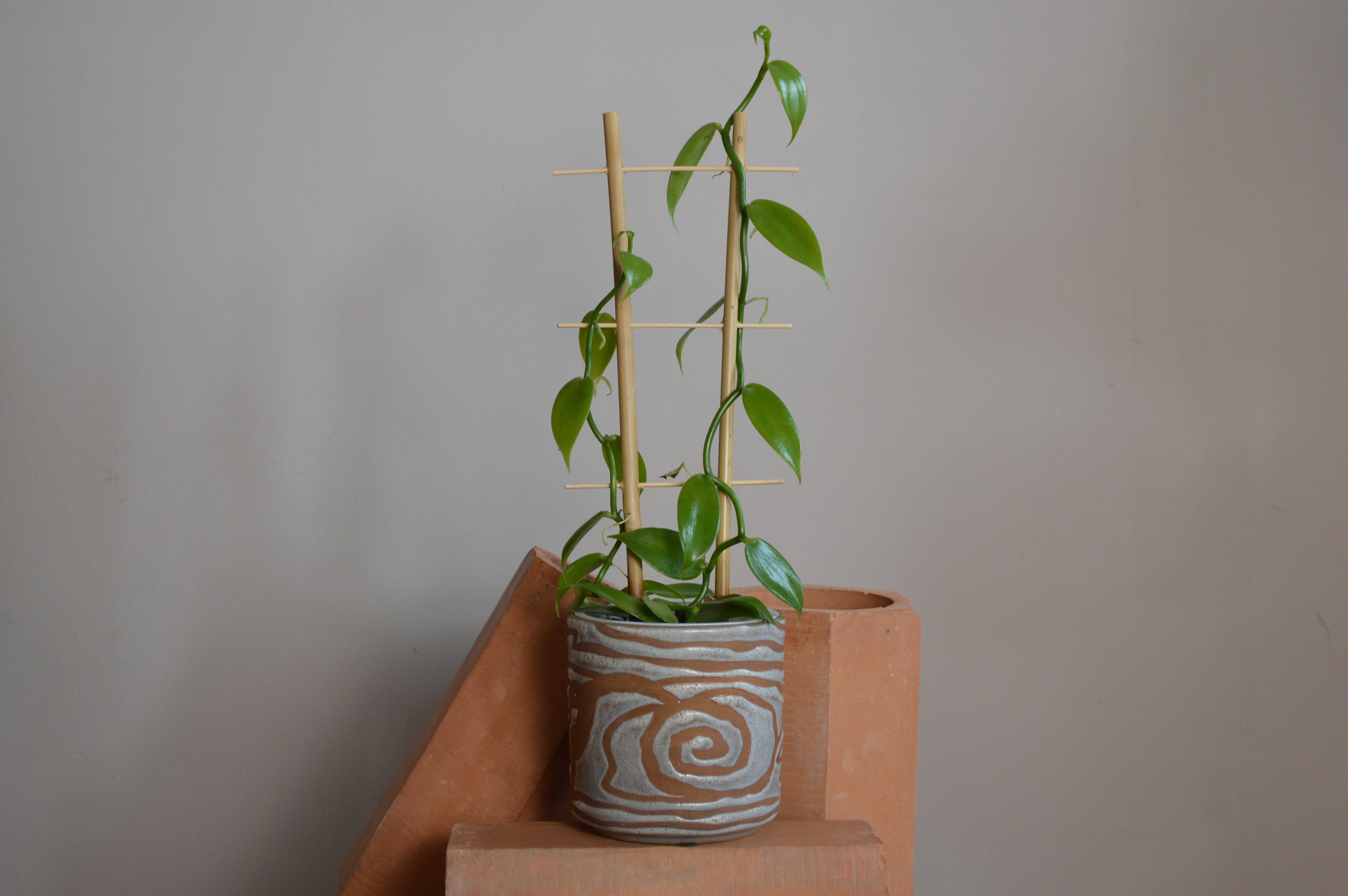 Vanilla Planifolia with terracotta bricks