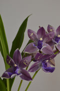 Close-up of purple  Zygopetalum Impasto Blueorchids with green leaves on a grey background