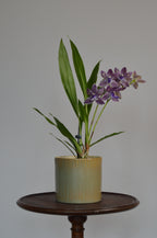 Potted Zygopetalum Impasto Blue orchid on a wooden stand with a plain background