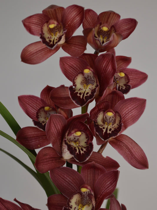 A close-up of a cymbidium orchid with multiple deep burgundy-brown flowers featuring cream and burgundy lip areas with small yellow centers, set against a plain light gray background.