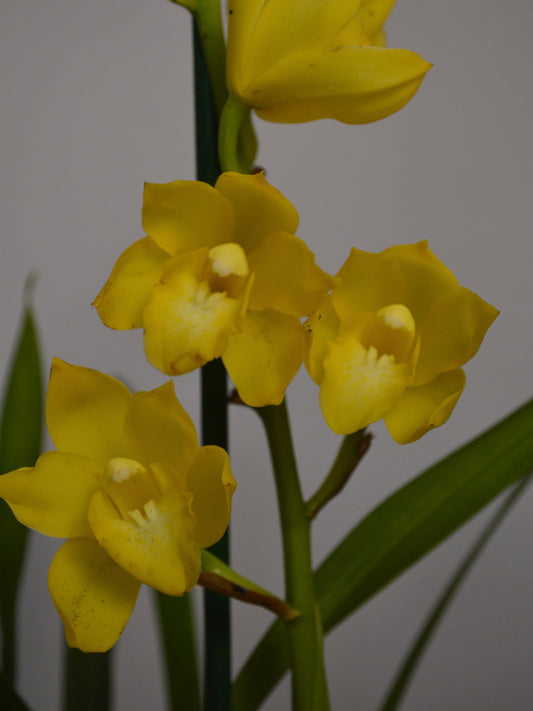 Bright yellow Cymbidium orchid flowers with green stems and leaves, photographed against a plain light gray background.