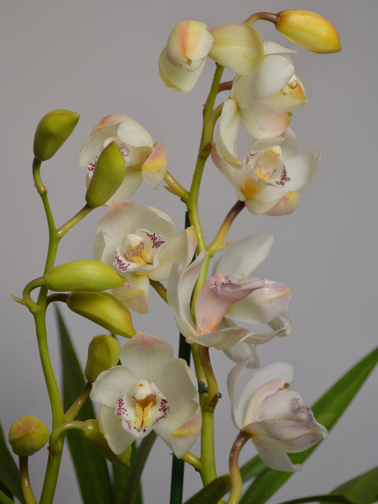 A close-up of a flowering  Cymbidium orchid plant with multiple off-white to pale yellow blossoms, green buds, and green leaves against a plain light grey background.