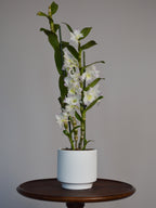 Potted Dendrobium orchid with white and pink flowers on a wooden table against a grey background
