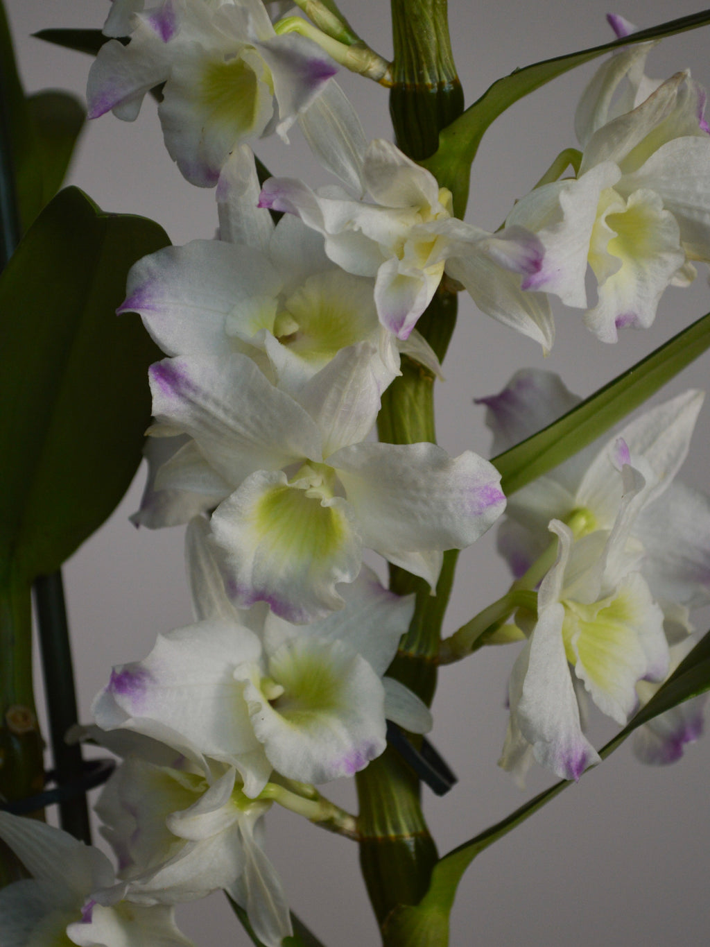 close-up of a white and pink flowerd Dendrobium orchid