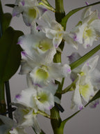 close-up of a white and pink flowerd Dendrobium orchid