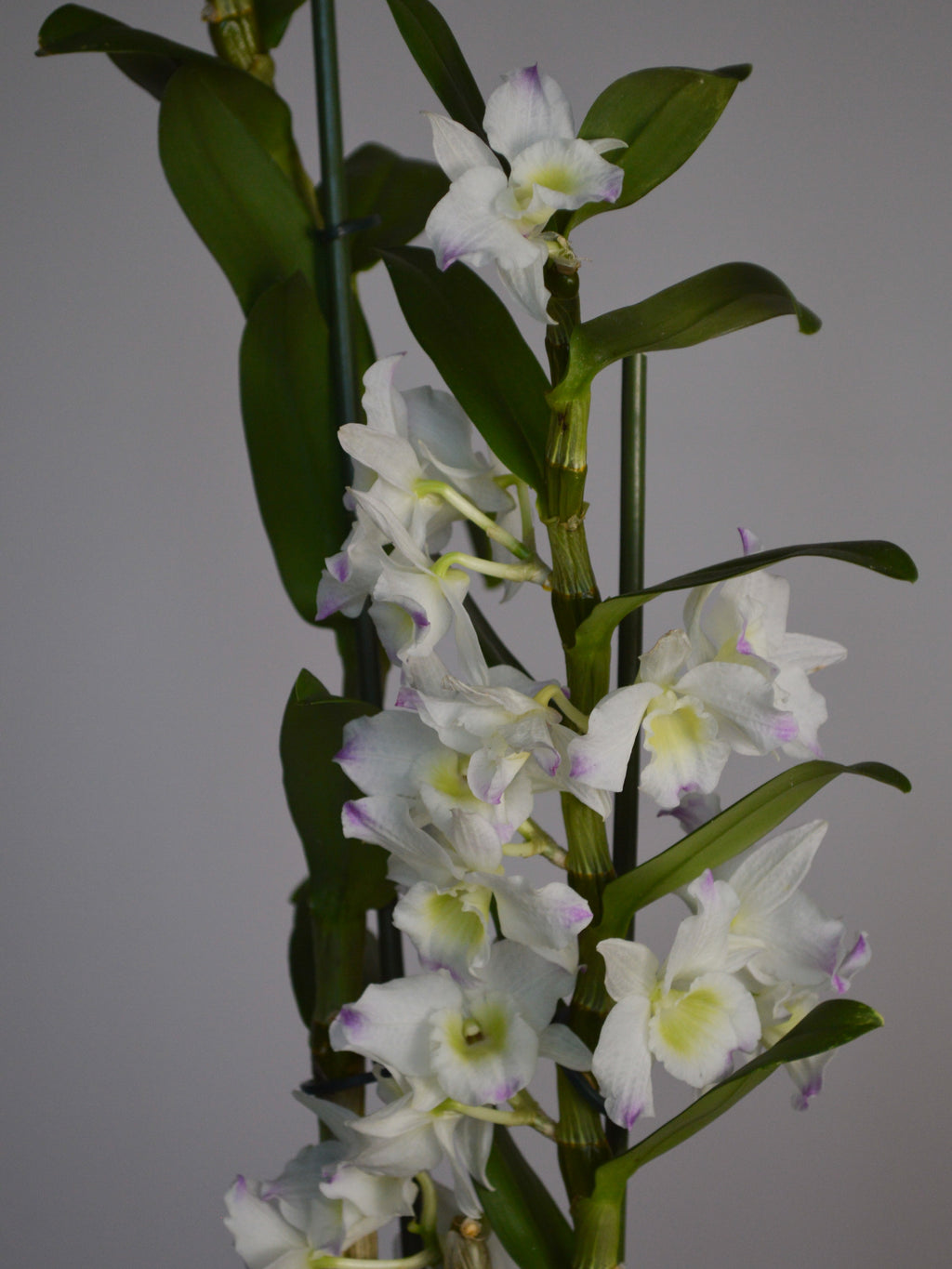 mid shot of a Dendrobium orchid, with pink and white booms