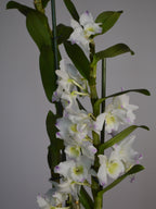 mid shot of a Dendrobium orchid, with pink and white booms