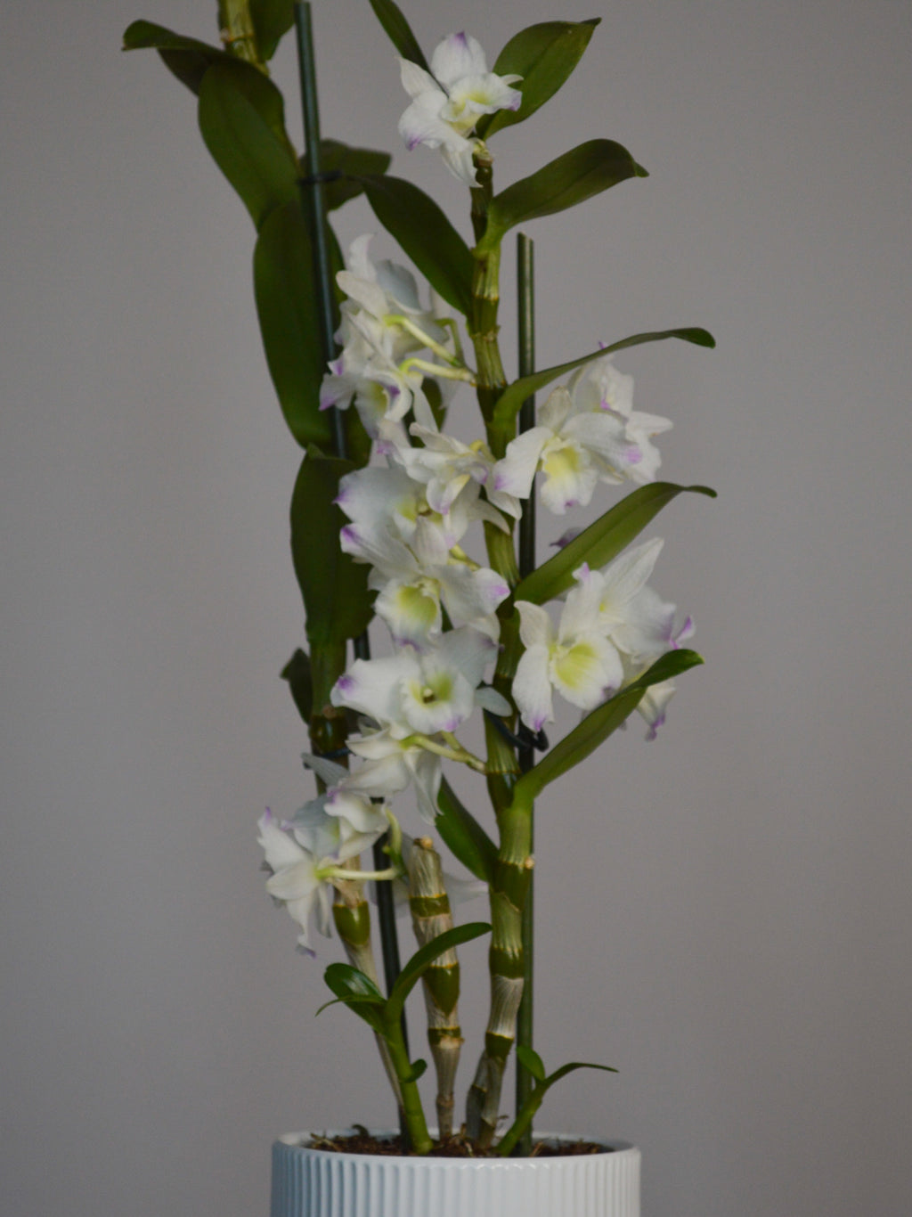 Potted Dendrobium, with beautiful and delicate pink and white flowers