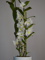Potted Dendrobium, with beautiful and delicate pink and white flowers