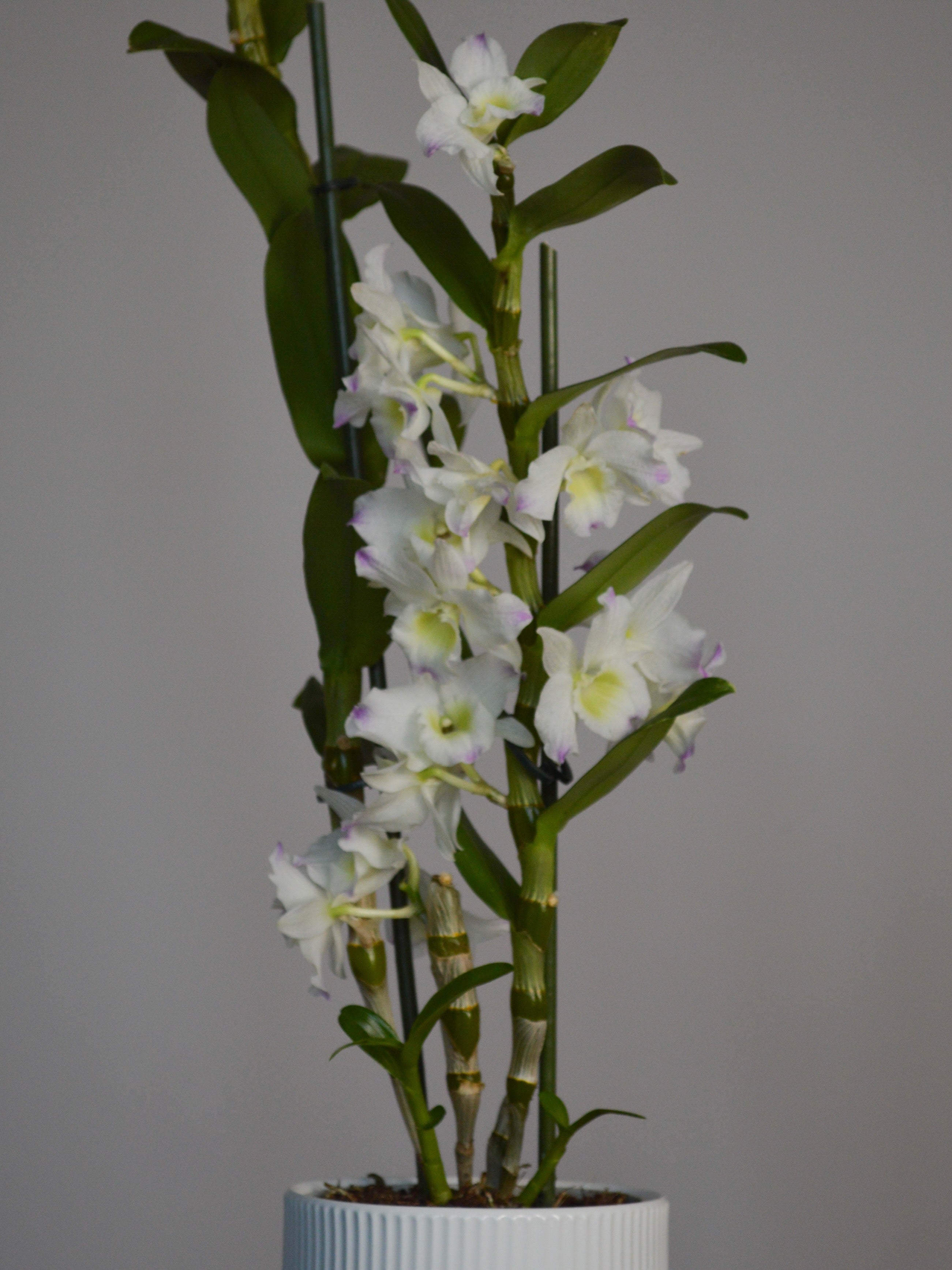 Potted Dendrobium, with beautiful and delicate pink and white flowers