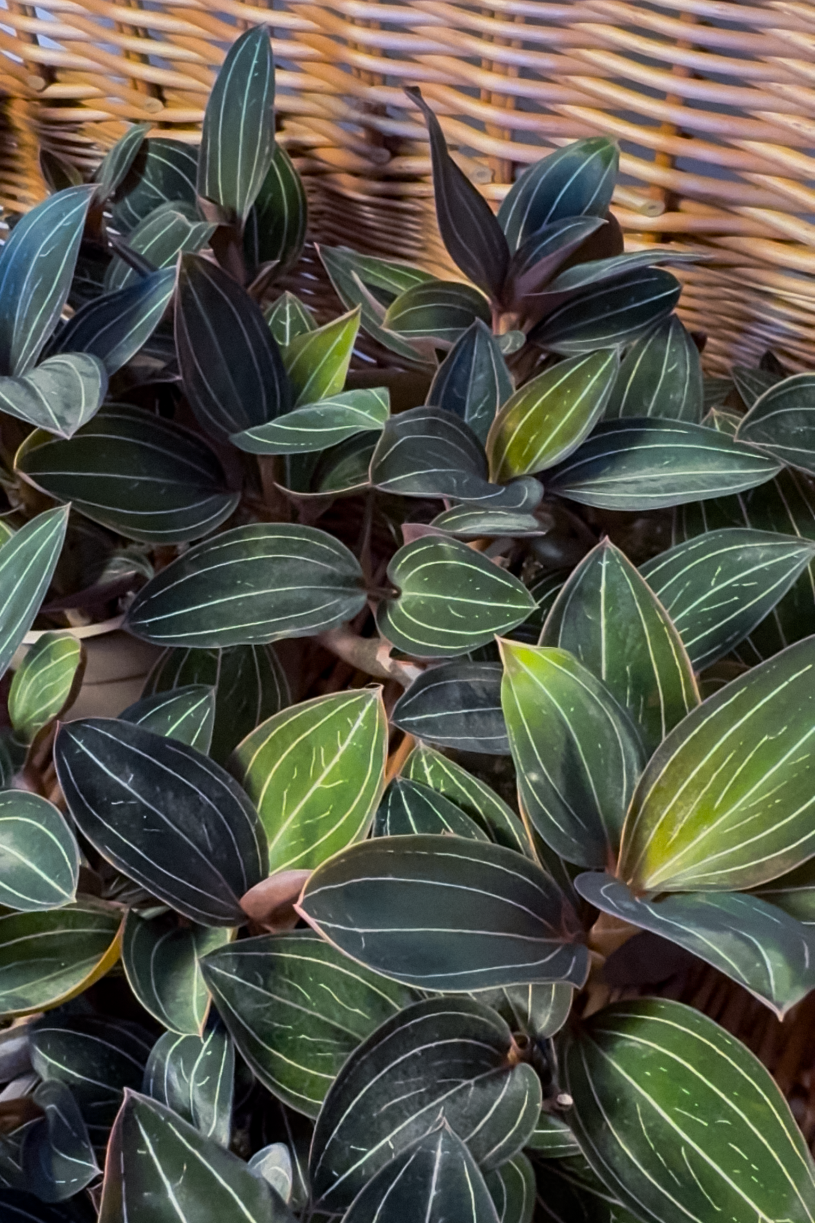 Close-up of a green leafy Ludisia discolor jewel orchid plant with a woven basket background