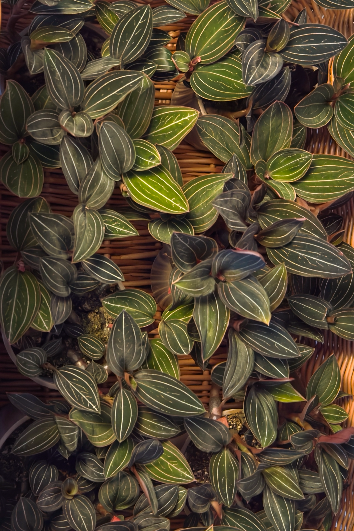 Close-up of a green leafy Ludisia discolor jewel orchid plant with white veins on a woven basket background