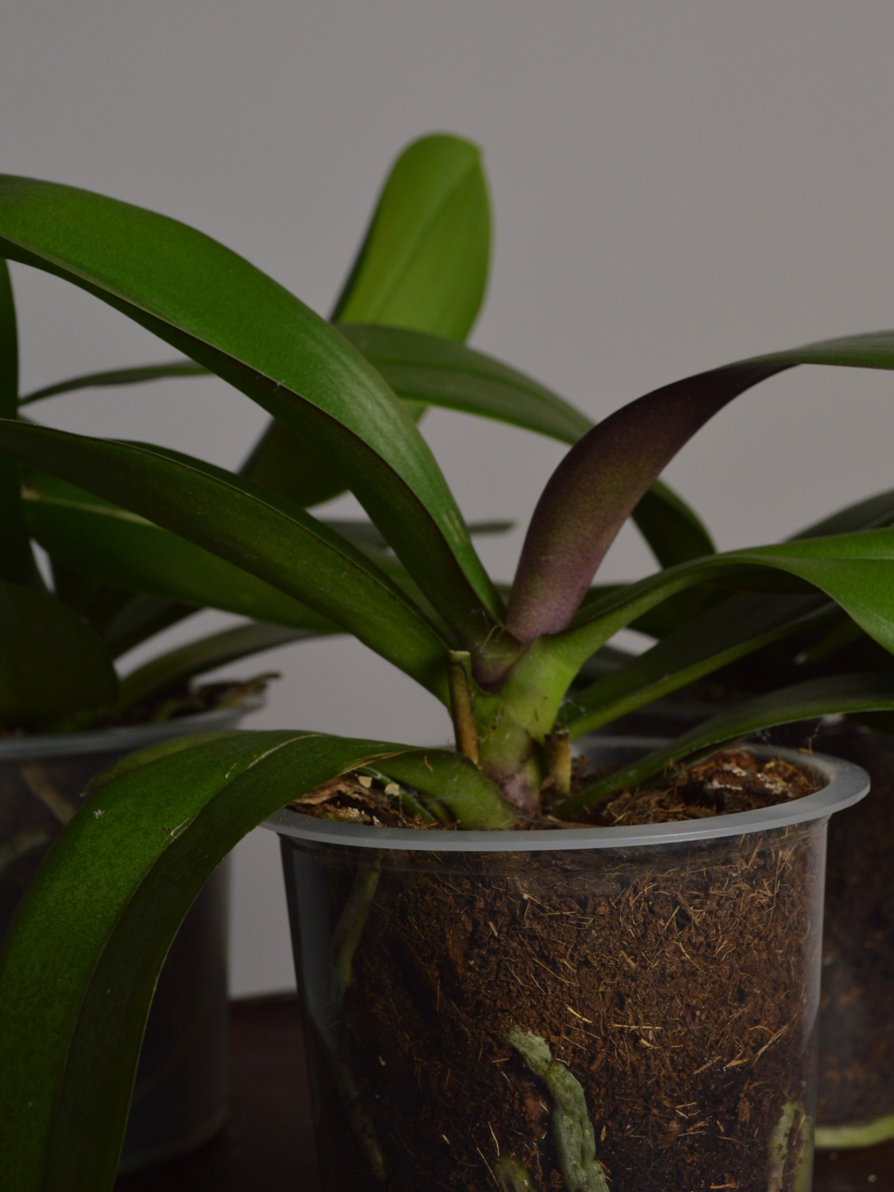 Rescued Mystery Phalaenopsis Orchid