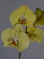 yellow moth orchid close-up