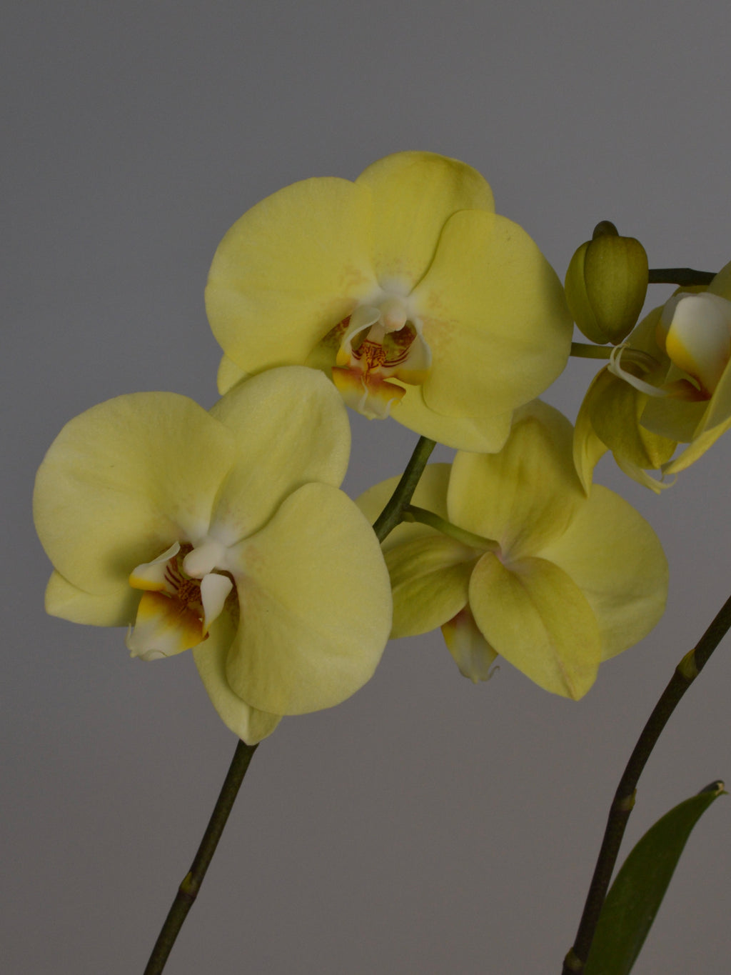 A Beautiful yellow moth orchid