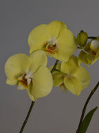 A Beautiful yellow moth orchid