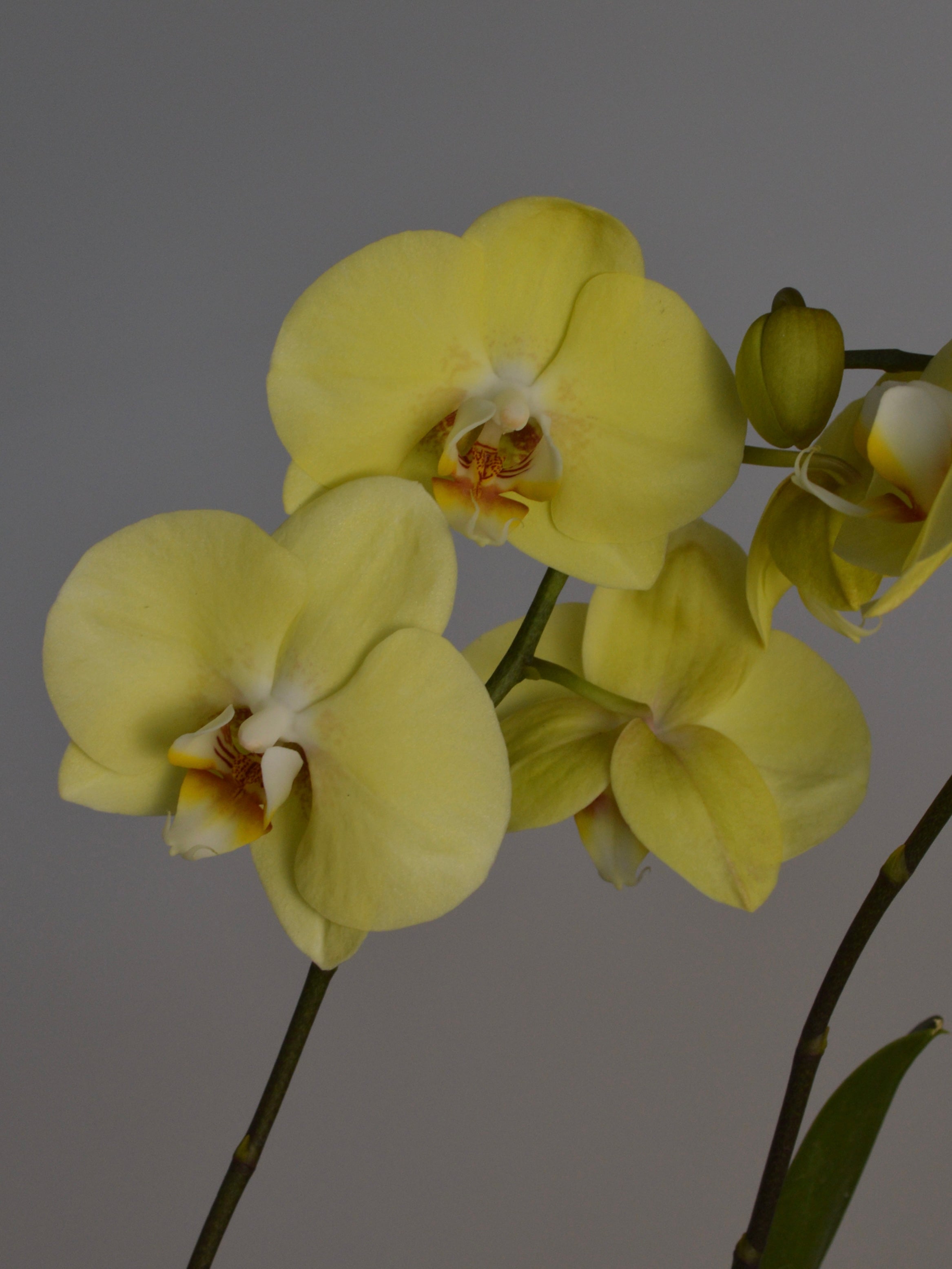 A Beautiful yellow moth orchid