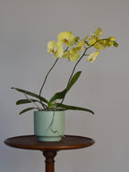 Yellow phalaenopsis orchid in a light green pot on a wooden stand