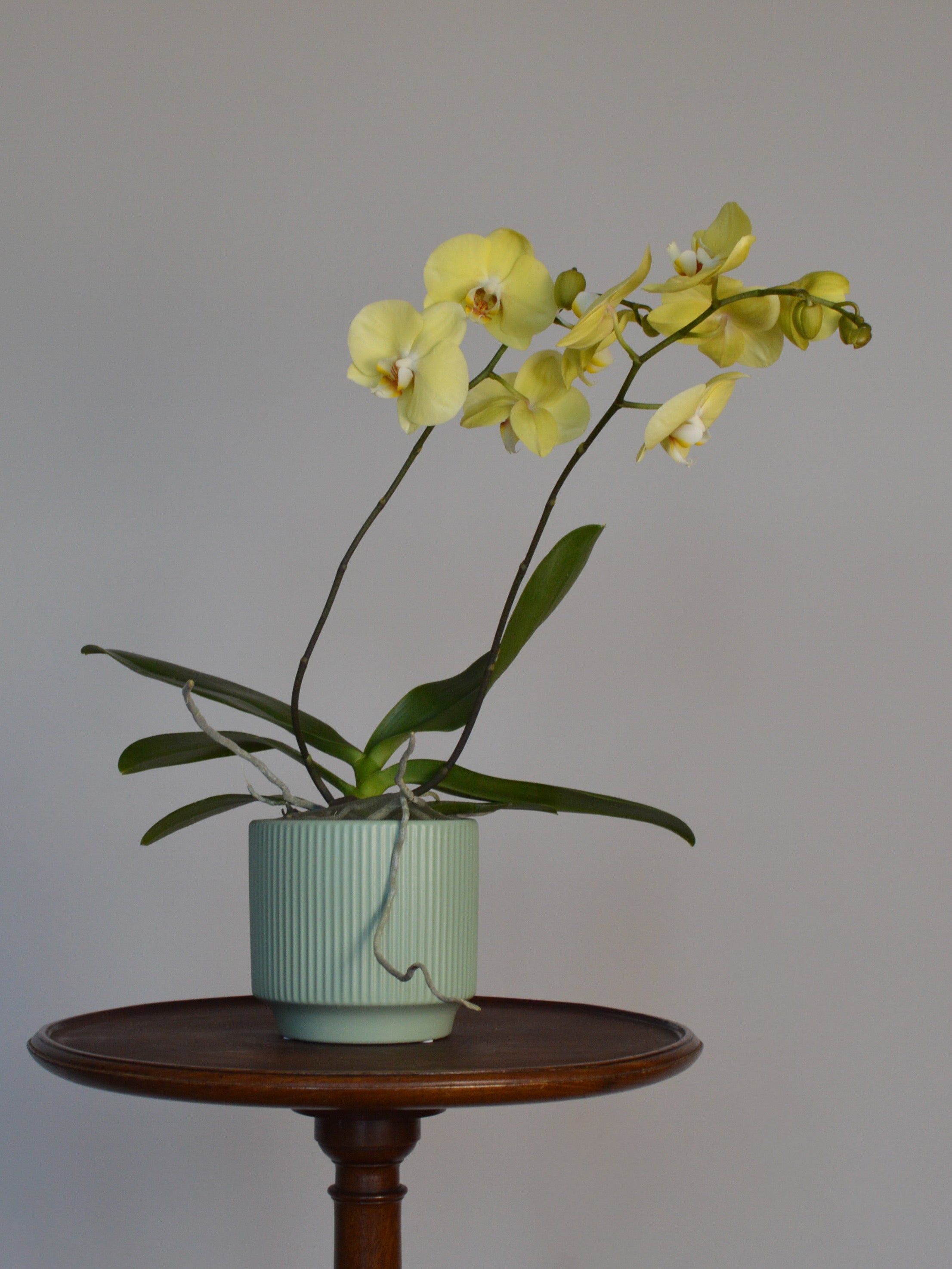 Yellow phalaenopsis orchid in a light green pot on a wooden stand