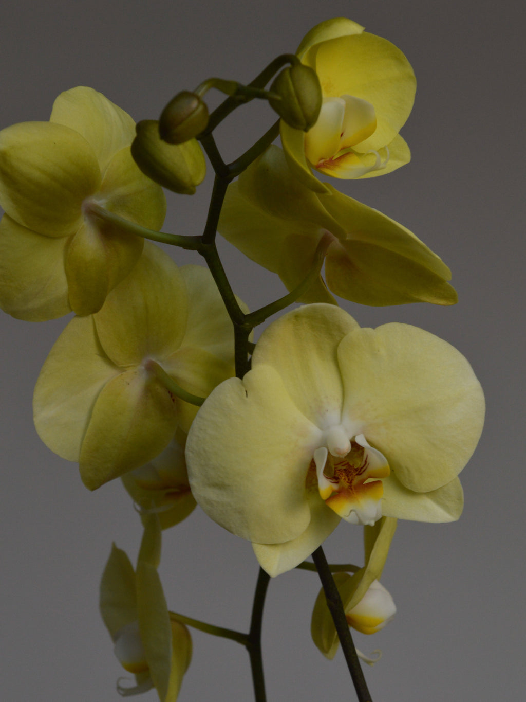 Yellow phalaenopsis orchids on a dark gray background