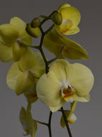 Yellow phalaenopsis orchids on a dark gray background