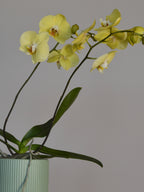 mid-shot of a potted yellow moth orchid