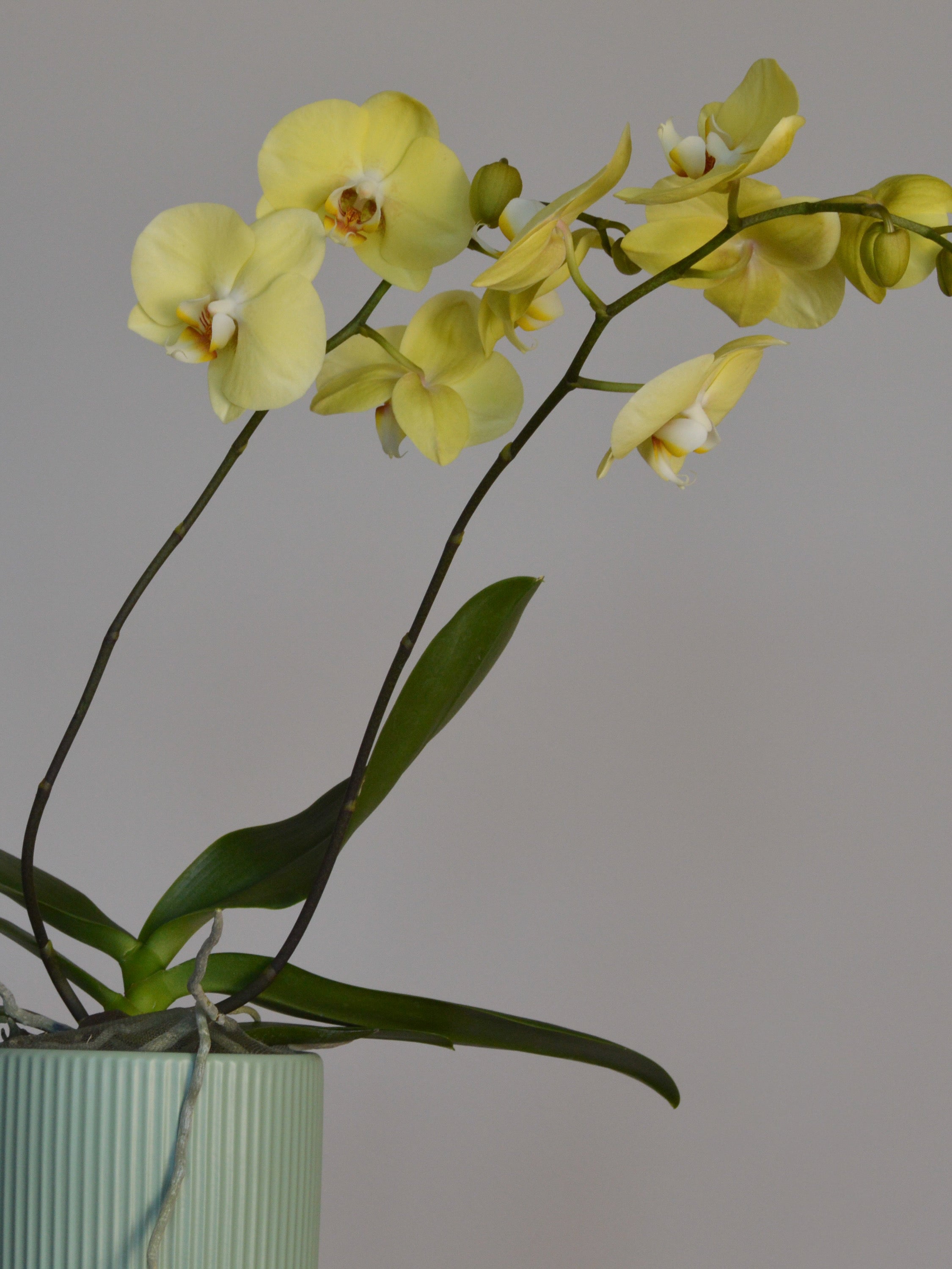 mid-shot of a potted yellow moth orchid