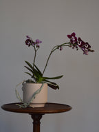 Potted purple Phalaenopsis orchid on a wooden stand against a plain background