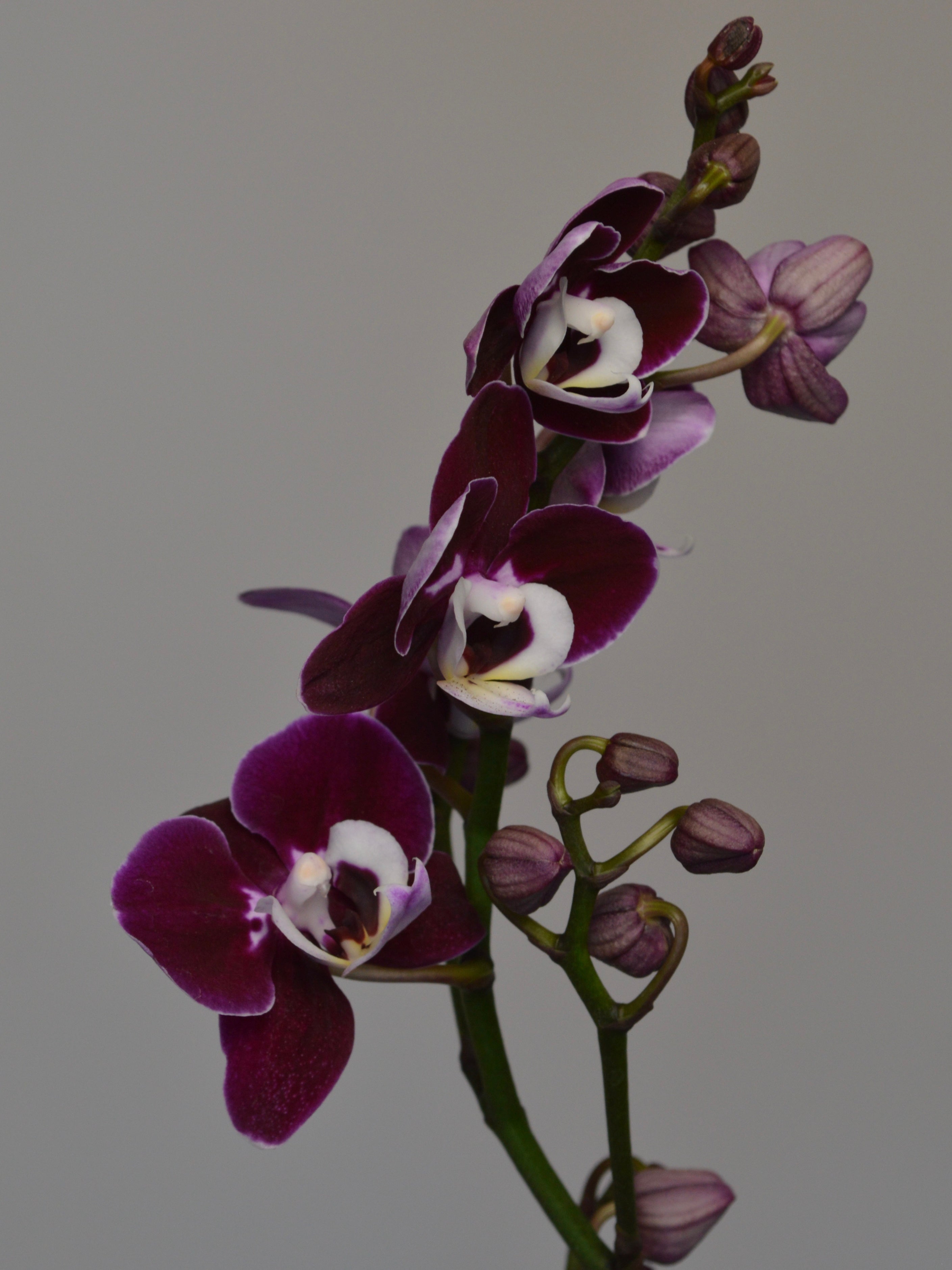 close-up of moth orchid, with purple and white flowers