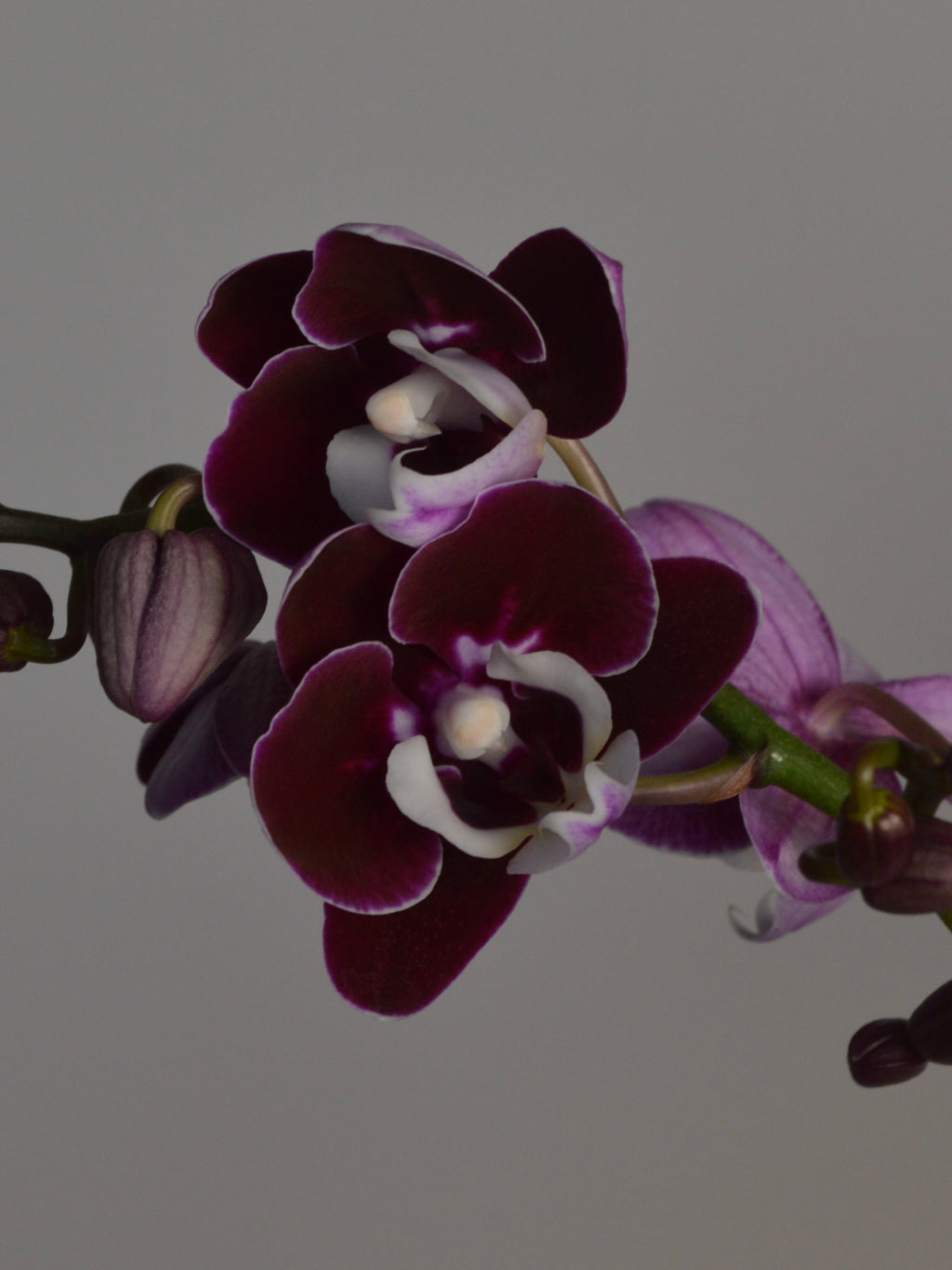 close-up of purple moth orchid with a white trim on the edge of the flower