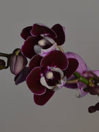 close-up of purple moth orchid with a white trim on the edge of the flower