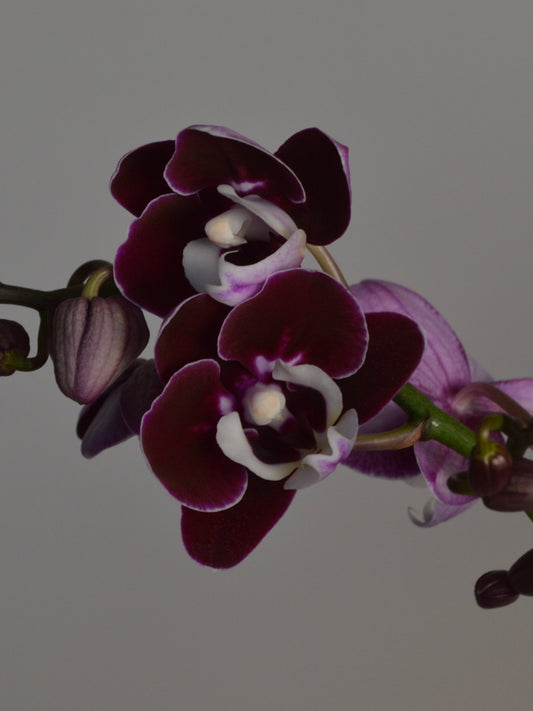 close-up of purple moth orchid with a white trim on the edge of the flower