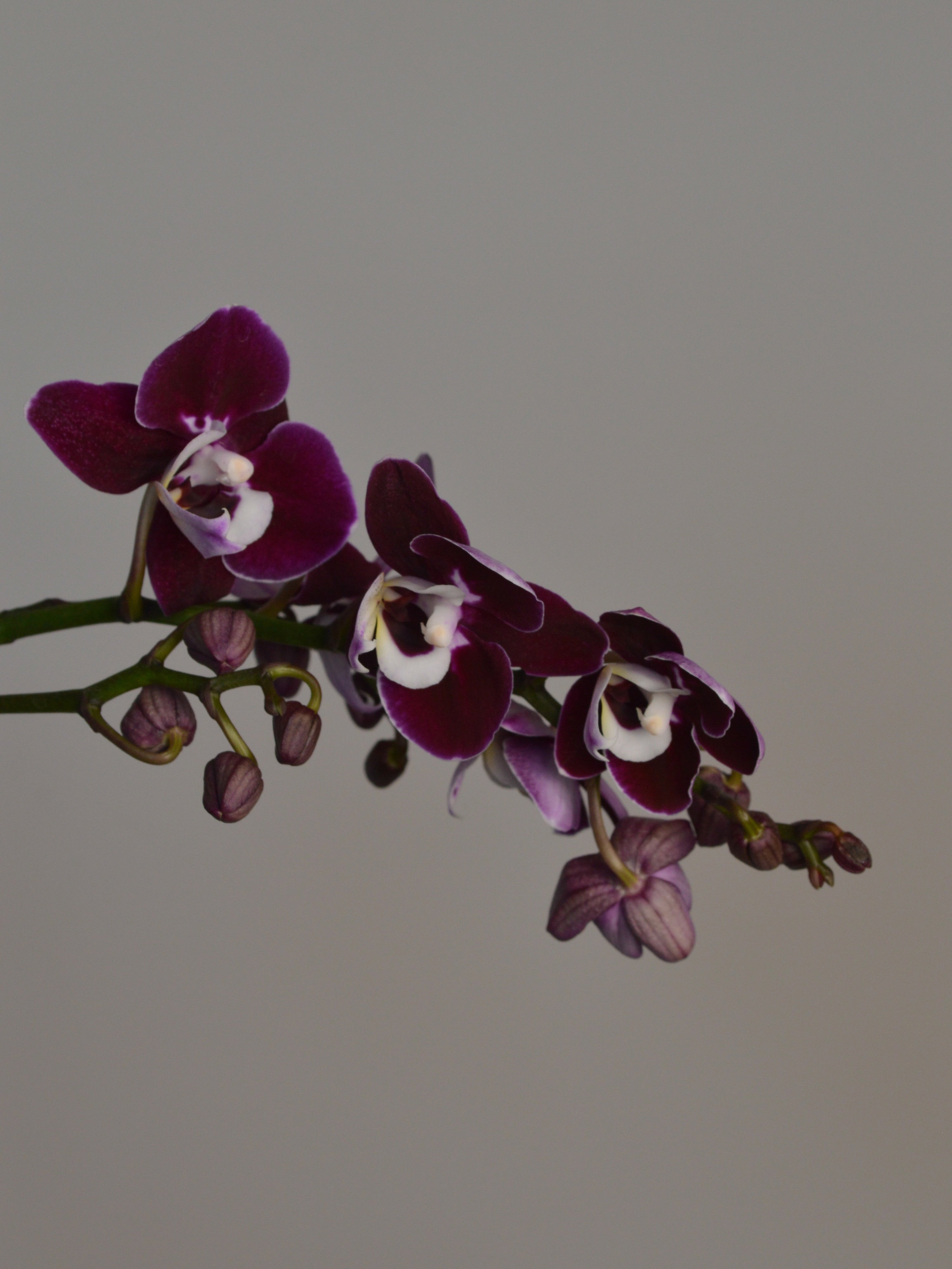 Purple with white lip moth orchid