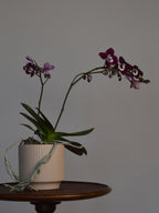 Potted phalaenopsis orchid with purple flowers on a wooden surface against a plain background